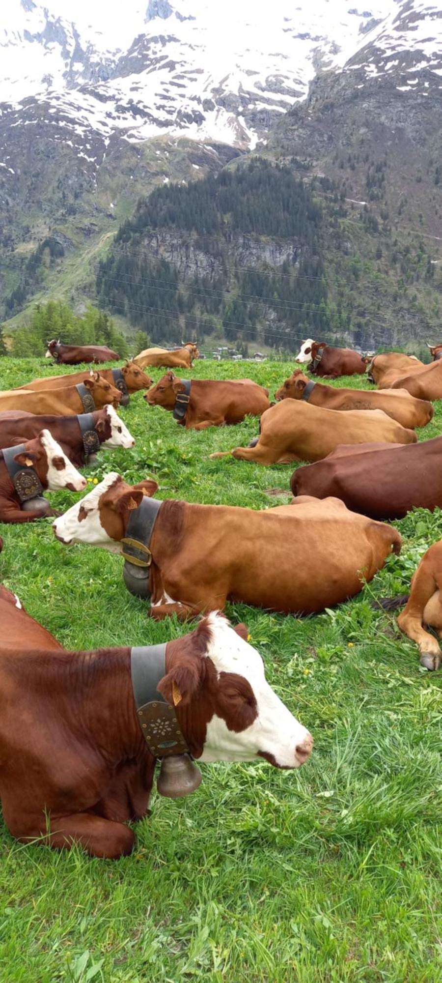 Appartamento Les Campanules Bourg-Saint-Maurice Esterno foto