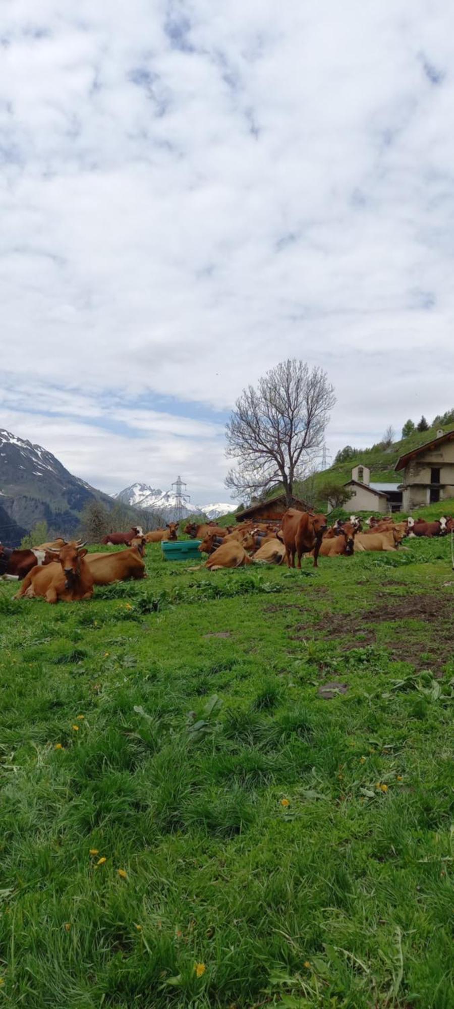 Appartamento Les Campanules Bourg-Saint-Maurice Esterno foto